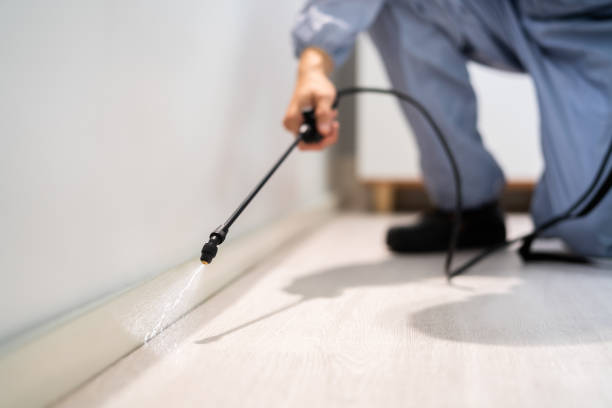 Certified termite inspector examining foundation in East Brooklyn